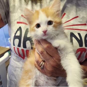 F - Michael Jackson -  Domestic Medium Hair Cat for Adoption in Arizona City, Arizona - F - Michael Jackson | PetCurious