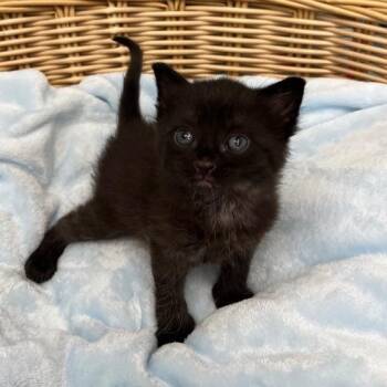 Blair -  Domestic Medium Hair Cat for Adoption in Benld, Illinois - Blair | PetCurious