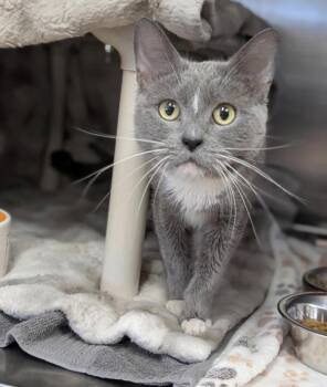 Pita -  Domestic Short Hair Cat Available for Adoption in Kelowna, British Columbia - Pita | PetCurious