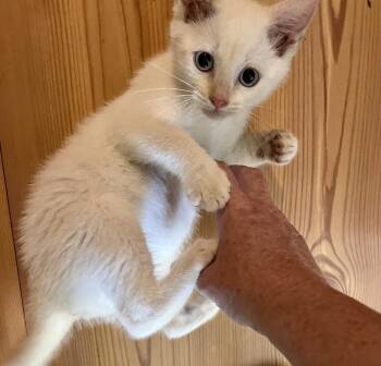 Bastet -  Domestic Short Hair Cat for Adoption in Emerald Isle, North Carolina - Bastet | PetCurious