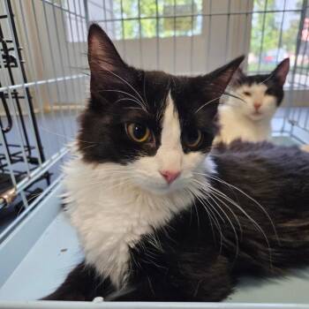 True -  Domestic Medium Hair Cat for Adoption in Greensboro, North Carolina - True | PetCurious
