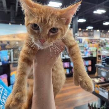 Huggy -  Domestic Short Hair Cat for Adoption in Warwick, Rhode Island - Huggy | PetCurious