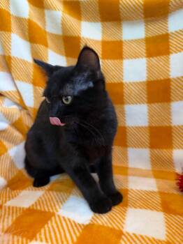 Holly 2026 -  Domestic Short Hair and Bombay Cat for Adoption in Pompano Beach, Florida - Holly 2026 | PetCurious