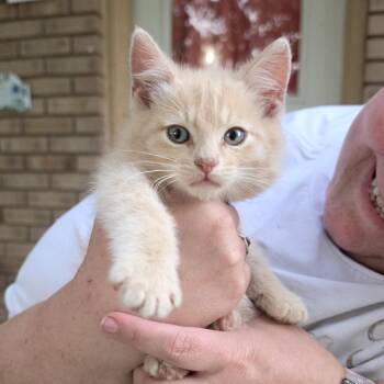 Sky -  Domestic Medium Hair Cat for Adoption in Grantsville, Utah - Sky | PetCurious