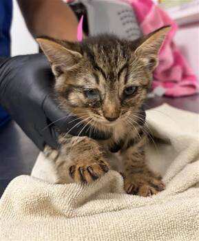 A886212 -  Domestic Short Hair Cat for Adoption in Camarillo, California - A886212 | PetCurious
