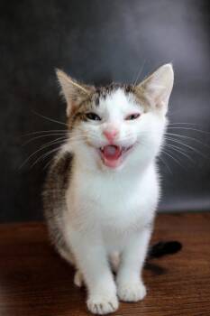 Kipper the Cat -  Tabby and Siamese Cat for Adoption in Lee