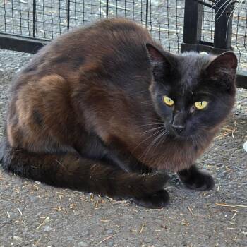 Krispie -  Domestic Short Hair Cat for Adoption in Klamath Falls, Oregon - Krispie | PetCurious