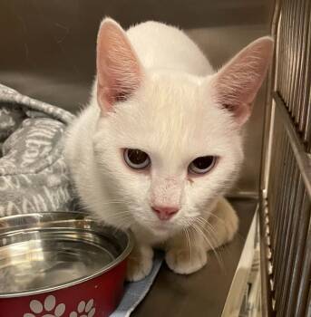 Rescue Domestic Short Hair Cats for Adoption in Little Elm, Texas - Yuki | PetCurious