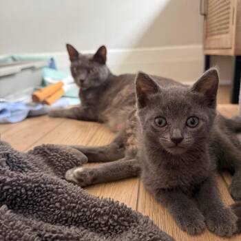 Domestic Short Hair Cats Available for Adoption in Pinellas Park, Florida - Olive | PetCurious