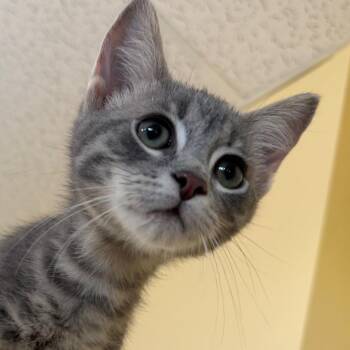 Spruce -  Domestic Short Hair Cat for Adoption in Pittsford, Vermont - Spruce | PetCurious