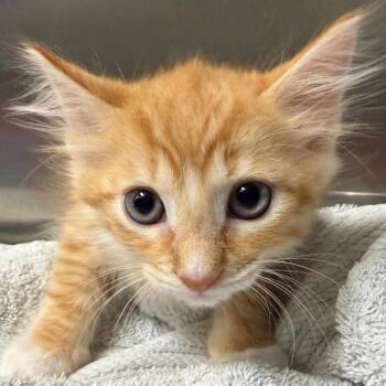 Harper -  Domestic Short Hair Cat for Adoption in Milton, Florida - Harper | PetCurious