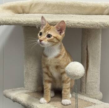Artemis -  Domestic Short Hair Cat for Adoption in St. Cloud, Florida - Artemis | PetCurious
