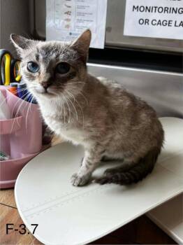Rapunzel -  Siamese Cat Available for Adoption in Sunrise Beach, Missouri - Rapunzel | PetCurious