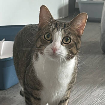 Rescue Domestic Short Hair Cats for Adoption in Port Washington, New York - Rhodes | PetCurious