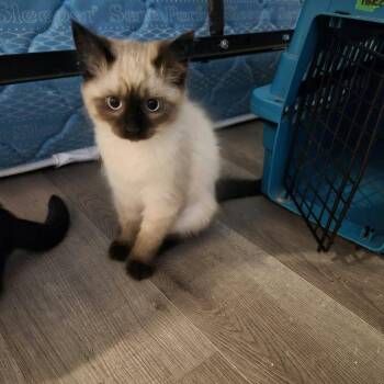 Daniella -  Domestic Medium Hair Cat for Adoption in Victoria, British Columbia - Daniella | PetCurious