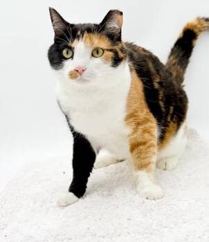 Kitty -  Domestic Short Hair Cat for Adoption in Bowling Green, Kentucky - Kitty | PetCurious
