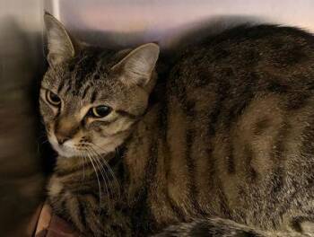 Ansley -  Domestic Short Hair Cat for Adoption in New Albany, Indiana - Ansley | PetCurious