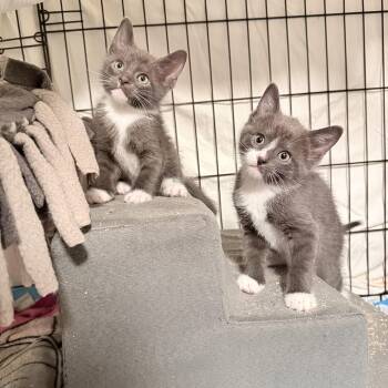 Deacon & Boone -  Domestic Short Hair Cat for Adoption in New York, New York - Deacon & Boone | PetCurious