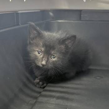 Willow -  Domestic Short Hair Cat for Adoption in Des Moines, Iowa - Willow | PetCurious