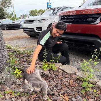 Rangey -  Domestic Short Hair Cat for Adoption in Tampa, Florida - Rangey | PetCurious