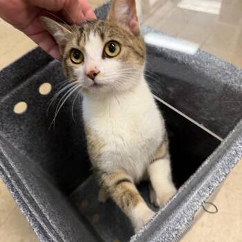 Domestic Short Hair Cats Available for Adoption in Birmingham, Alabama - Mindy | PetCurious