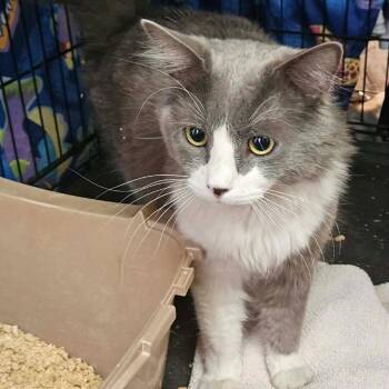Domestic Medium Hair Cats Available for Adoption in Las Vegas, Nevada - Amulet Cat OS NV | PetCurious