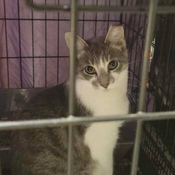 Bramble -  Domestic Short Hair Cat for Adoption in Danbury, Connecticut - Bramble | PetCurious