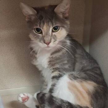 Domestic Short Hair Cats Available for Adoption in Lakeland, Florida - Apricot | PetCurious