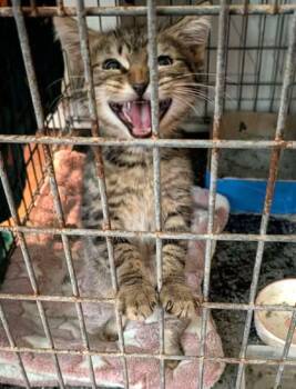 Tabby Cats Available for Adoption - Mocha | PetCurious