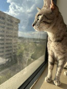 Chicha -  Domestic Short Hair Cat for Adoption in Aurora, Colorado - Chicha | PetCurious