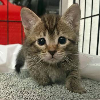 Smokey & Bandit -  Domestic Short Hair Cat for Adoption in Mount Sterling, Illinois - Smokey & Bandit | PetCurious