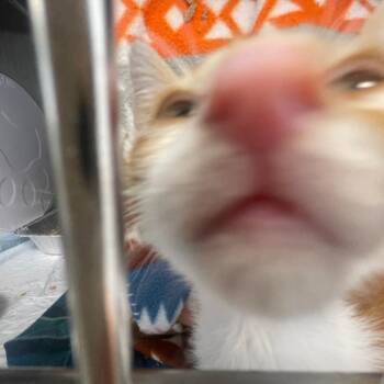 Flora -  Domestic Short Hair Cat for Adoption in Bentonville, Arkansas - Flora | PetCurious