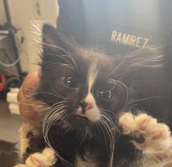 Rescue Domestic Medium Hair Cats for Adoption in Salt Lake City, Utah - Gandalf | PetCurious