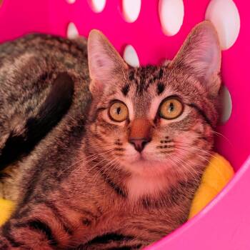 Rescue Domestic Short Hair Cats for Adoption in Evanston, Illinois - Goo Goo Dolls And Metallica | PetCurious
