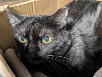 Rescue Maine Coon Cats for Adoption in Herndon, Virginia - Lucille | PetCurious