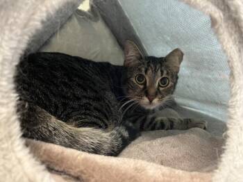 Suki (companion To Eva) -  Domestic Short Hair Cat for Adoption in Stratham, New Hampshire - Suki (companion To Eva) | PetCurious