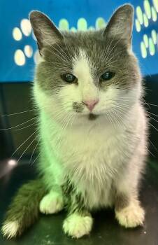 Rescue Domestic Short Hair Cats for Adoption in Albany, Wisconsin - Martha Mae | PetCurious