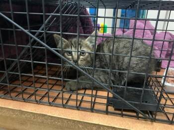AUDI -  Domestic Short Hair Cat Available for Adoption in San Jose, California - AUDI | PetCurious