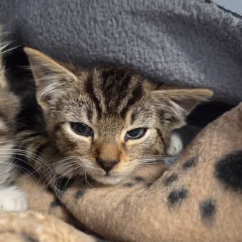 Bobby -  Domestic Short Hair Cat for Adoption in Watertown, New York - Bobby | PetCurious