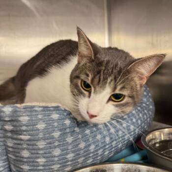 Rescue Domestic Short Hair Cats for Adoption in Waldorf, Maryland - Francis FKA Roses | PetCurious