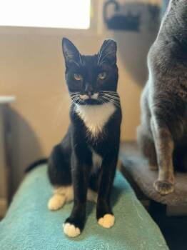 Domestic Short Hair Cats Available for Adoption - Mittens 2 | PetCurious