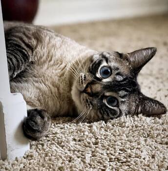 Siamese and Domestic Short Hair Cats Available for Adoption in Chandler, Arizona - Ghost Greyson | PetCurious