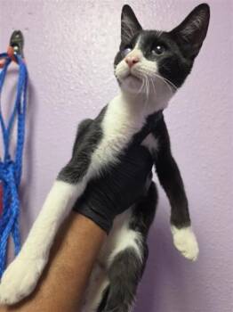 Chico -  Domestic Short Hair Cat for Adoption in El Paso, Texas - Chico | PetCurious