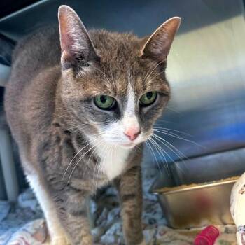 Sofie -  Domestic Short Hair Cat for Adoption in Wilmington, Delaware - Sofie | PetCurious