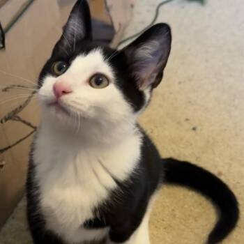 Kevin -  Domestic Short Hair Cat for Adoption in Shinnston, West Virginia - Kevin | PetCurious