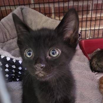 7eleven -  Domestic Short Hair Cat for Adoption in Camden, Delaware - 7eleven | PetCurious