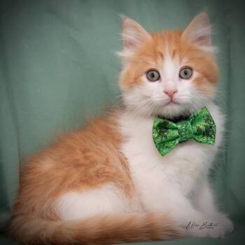 Garfield -  Domestic Medium Hair Cat for Adoption in Calgary, Alberta - Garfield | PetCurious