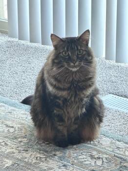 Domestic Medium Hair Cats Available for Adoption in Battle Ground, Washington - Koneko | PetCurious