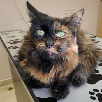 Sally -  Domestic Short Hair Cat for Adoption in Coos Bay, Oregon - Sally | PetCurious