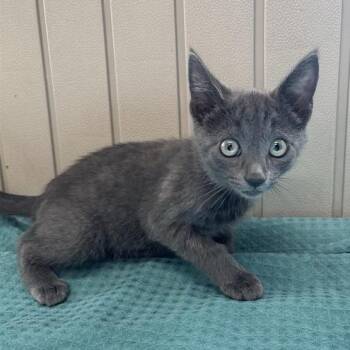Meowington -  Domestic Short Hair Cat for Adoption in Long Beach, California - Meowington | PetCurious
